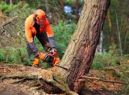 Best Emergency Tree Removal  in Campti, LA