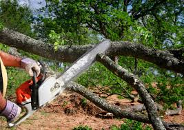 Best Fruit Tree Pruning  in Campti, LA