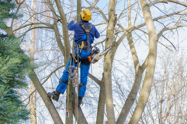 Best Stump Grinding and Removal  in Campti, LA