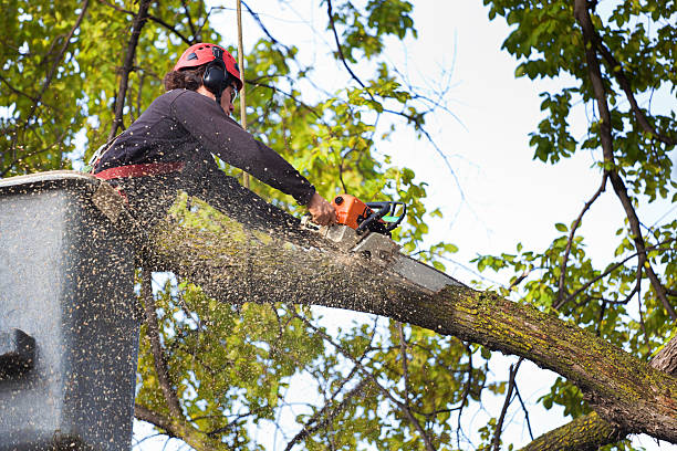 Best Tree Mulching  in Campti, LA